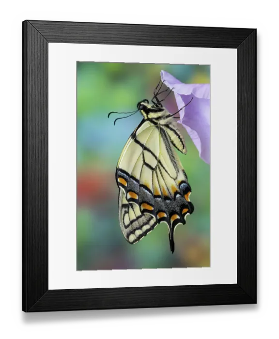 Framed Print : USA, Washington State, Sammamish. Eastern tiger swallowtail buttery on light lavender glad flowers Framed Print : USA, Washington State, Sammamish. Eastern tiger swallowtail buttery on light lavender glad flowers