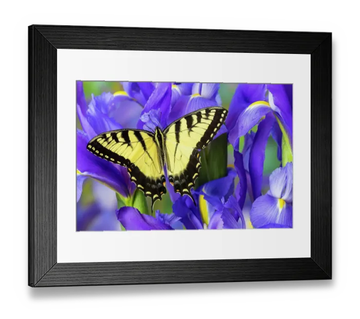 Framed Print : USA, Washington State, Sammamish. Eastern tiger swallowtail buttery on blue Dutch iris Framed Print : USA, Washington State, Sammamish. Eastern tiger swallowtail buttery on blue Dutch iris