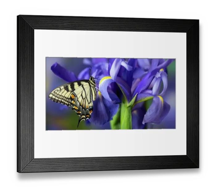 Framed Print : USA, Washington State, Sammamish. Eastern tiger swallowtail buttery on blue Dutch iris Framed Print : USA, Washington State, Sammamish. Eastern tiger swallowtail buttery on blue Dutch iris