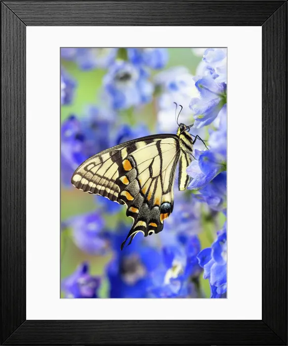 Framed Print : USA, Washington State, Sammamish. Eastern tiger swallowtail buttery on blue delphinium Framed Print : USA, Washington State, Sammamish. Eastern tiger swallowtail buttery on blue delphinium