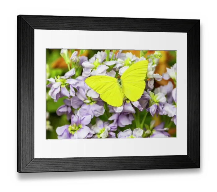 Framed Print : USA, Washington State, Sammamish. Sulfur butterfly on lavender stock Framed Print : USA, Washington State, Sammamish. Sulfur butterfly on lavender stock