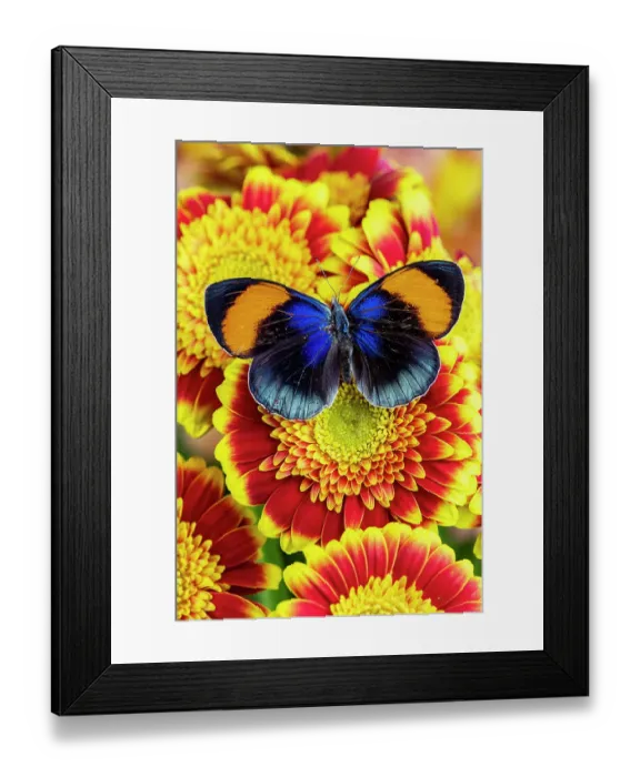 Framed Print : USA, Washington State, Sammamish. Callithea sapphira tropical butterfly on red and yellow gerber daisy