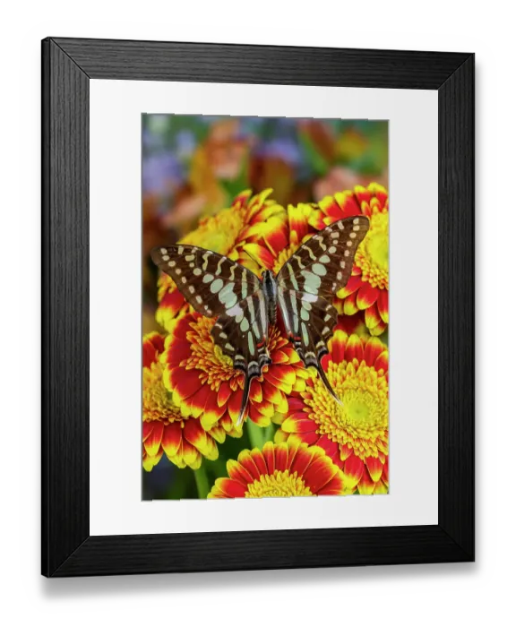 Framed Print : USA, Washington State, Sammamish. Tropical swallowtail butterfly large striped, graphium antheus on flowering red and yellow gerber daisy