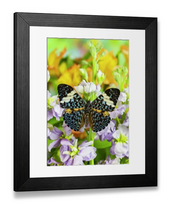 Framed Print : USA, Washington State, Sammamish. Tropical butterfly the cracker buttery, wings out on lavender stock