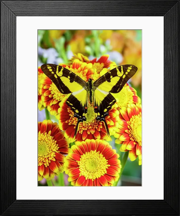 Framed Print : USA, Washington State, Sammamish. Tropical butterfly the orange kite, Eurytides thyastes on red and yellow gerber daisy Framed Print : USA, Washington State, Sammamish. Tropical butterfly the orange kite, Eurytides thyastes on red and yellow gerber daisy