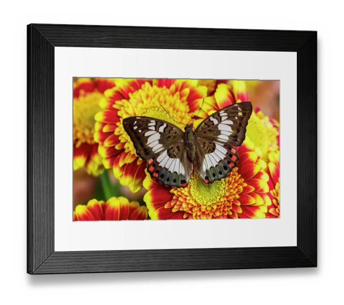 Framed Print : USA, Washington State, Sammamish. Tropical male butterfly Euthalia adonia resting on some yellow and red gerber daisy flowers