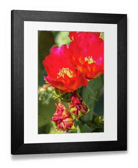 Framed Print : USA, Arizona, Desert Meadows Park. Pink prickly pear blossoms. ©Cathy & Gordon Illg / Jaynes Gallery / DanitaDelimont.com Framed Print : USA, Arizona, Desert Meadows Park. Pink prickly pear blossoms. ©Cathy & Gordon Illg / Jaynes Gallery / DanitaDelimont.com