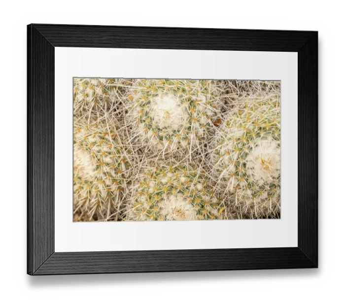 Framed Print : USA, Arizona. Close-up of mammillaria cacti. ©Cathy & Gordon Illg / Jaynes Gallery / DanitaDelimont.com Framed Print : USA, Arizona. Close-up of mammillaria cacti. ©Cathy & Gordon Illg / Jaynes Gallery / DanitaDelimont.com