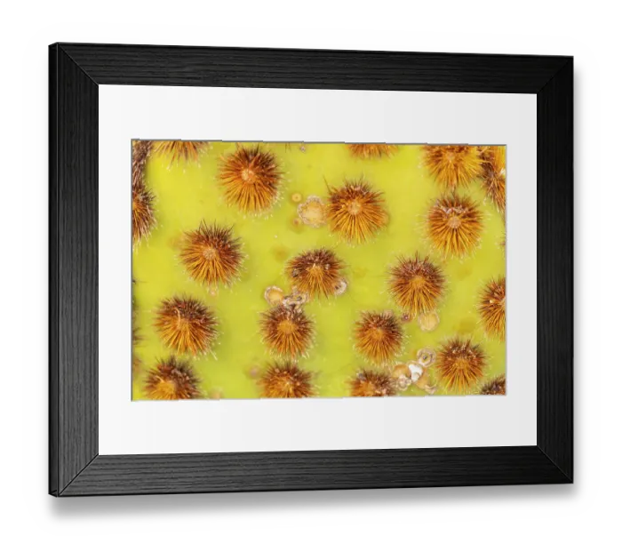 Framed Print : USA, Arizona. Cowboy whiskers on prickly pear cactus. ©Cathy & Gordon Illg / Jaynes Gallery / DanitaDelimont.com Framed Print : USA, Arizona. Cowboy whiskers on prickly pear cactus. ©Cathy & Gordon Illg / Jaynes Gallery / DanitaDelimont.com