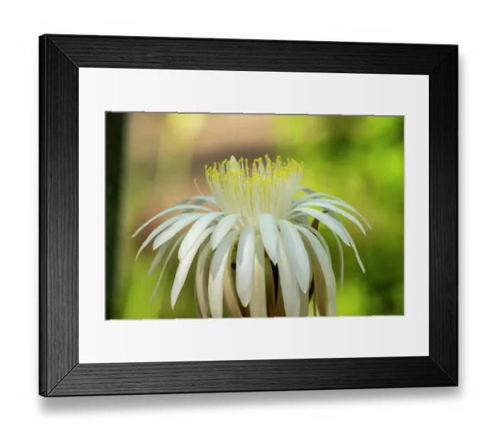 Framed Print : USA, Arizona, Tohono Chul. Close-up of cereus cactus blossom. ©Cathy & Gordon Illg  /  Jaynes Gallery  /  DanitaDelimont.com