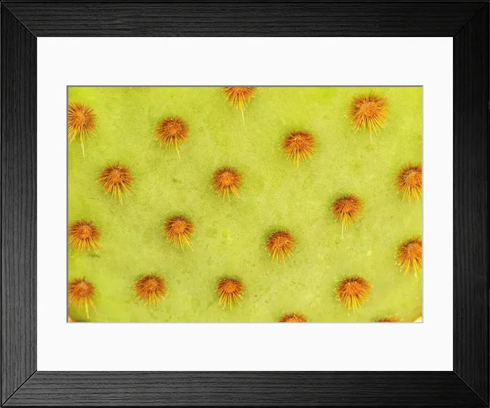 Framed Print : USA, Arizona. Cowboy whiskers on prickly pear cactus. ©Cathy & Gordon Illg / Jaynes Gallery / DanitaDelimont.com Framed Print : USA, Arizona. Cowboy whiskers on prickly pear cactus. ©Cathy & Gordon Illg / Jaynes Gallery / DanitaDelimont.com