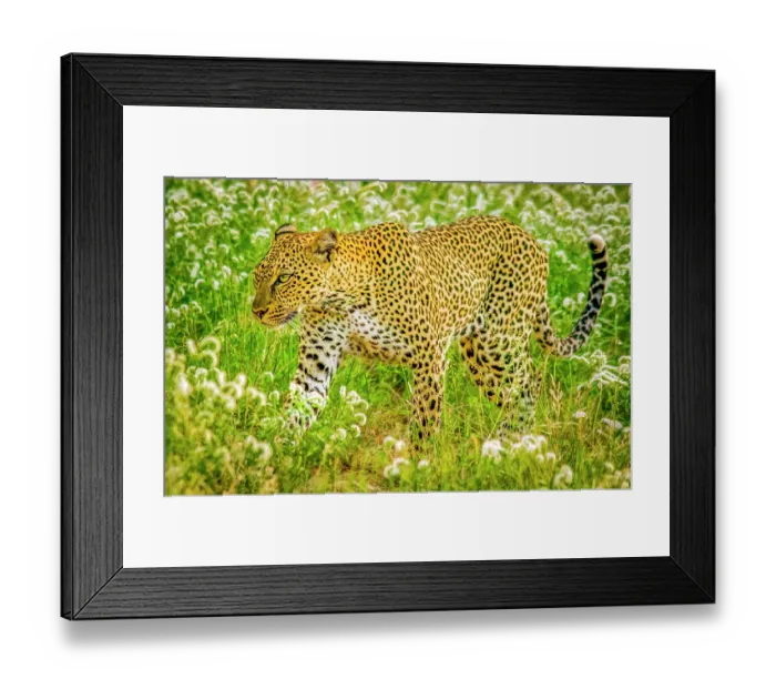 Framed Print : Samburu National Reserve, Kenya. Portrait of African leopard stalking prey in the tall grass of the savannah Framed Print : Samburu National Reserve, Kenya. Portrait of African leopard stalking prey in the tall grass of the savannah
