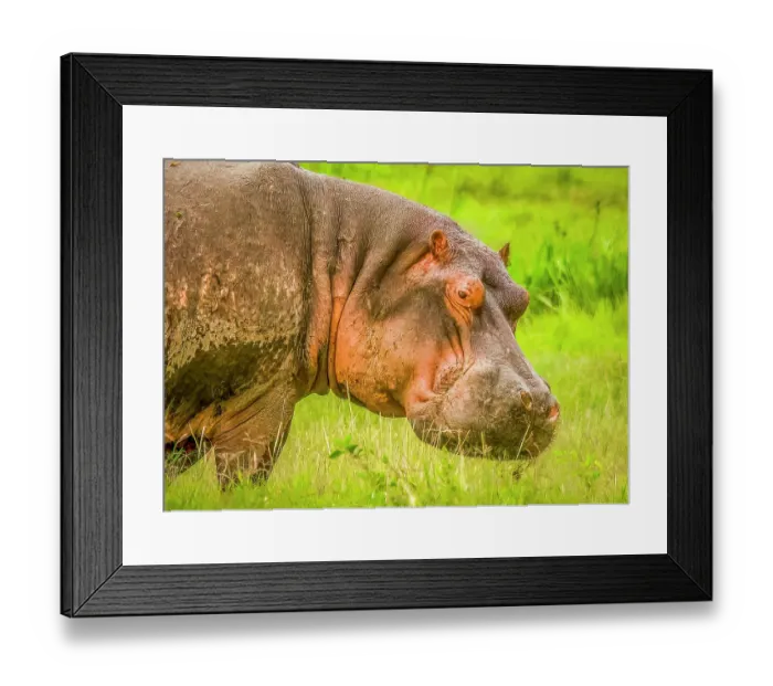 Framed Print : Samburu National Preserve, Kenya. Close-up portrait of hippopotamus leaving the sanctuary of his water hole to forage and look for prey Framed Print : Samburu National Preserve, Kenya. Close-up portrait of hippopotamus leaving the sanctuary of his water hole to forage and look for prey