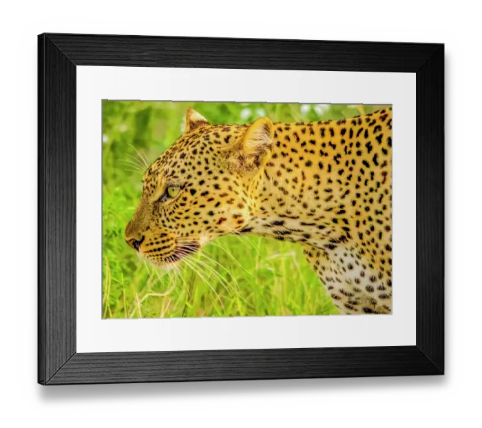 Framed Print : Samburu National Reserve, Kenya. Close-up portrait of African leopard stalking prey in the tall grass of the savannah Framed Print : Samburu National Reserve, Kenya. Close-up portrait of African leopard stalking prey in the tall grass of the savannah