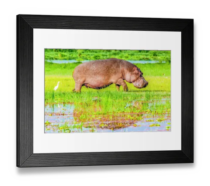 Framed Print : Samburu National Preserve, Kenya. Portrait of hippopotamus leaving the sanctuary of his water hole to forage and look for prey Framed Print : Samburu National Preserve, Kenya. Portrait of hippopotamus leaving the sanctuary of his water hole to forage and look for prey