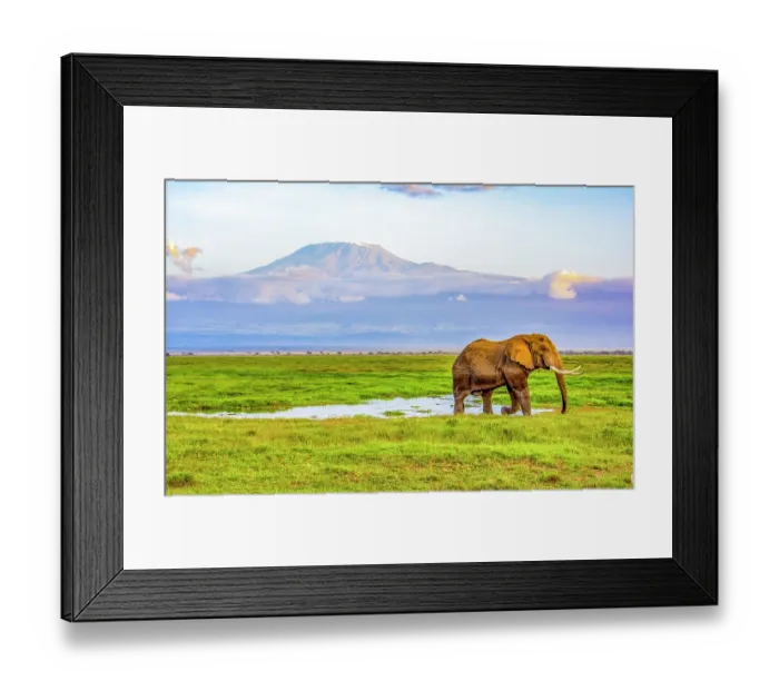 Framed Print : Mt. Kilimanjaro, Samburu National Reserve, Kenya. Portrait of bull elephant at sunset grazing at the foothills of Mt. Kilimanjaro Framed Print : Mt. Kilimanjaro, Samburu National Reserve, Kenya. Portrait of bull elephant at sunset grazing at the foothills of Mt. Kilimanjaro