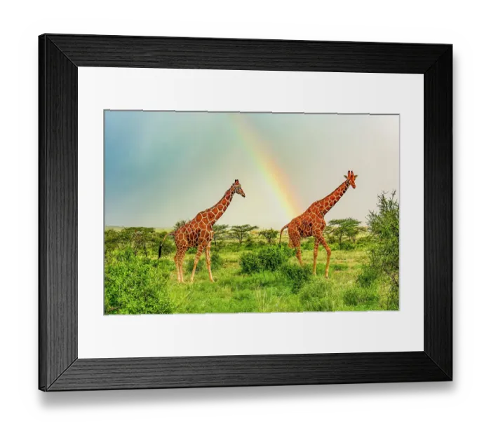 Framed Print : Samburu National Reserve, Kenya. Pair of reticulated giraffes enjoying the dampness of the savannah after a short rainfall Framed Print : Samburu National Reserve, Kenya. Pair of reticulated giraffes enjoying the dampness of the savannah after a short rainfall