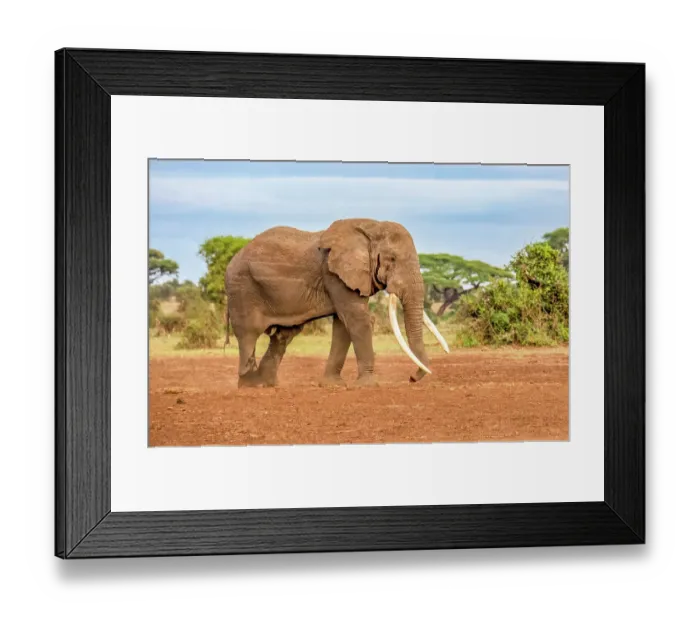 Framed Print : Samburu National Reserve, Kenya. Portrait of one of Kenya's oldest great tuskers, Tim, the bull elephant, on the savannah at sunset Framed Print : Samburu National Reserve, Kenya. Portrait of one of Kenya's oldest great tuskers, Tim, the bull elephant, on the savannah at sunset