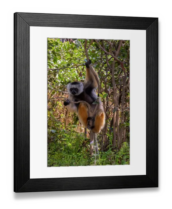 Framed Print : Africa, Madagascar, Andasibe. Vakona Forest Lodge, Vakona Reserve. Diademed Sifaka Lemur clings to a tree Framed Print : Africa, Madagascar, Andasibe. Vakona Forest Lodge, Vakona Reserve. Diademed Sifaka Lemur clings to a tree