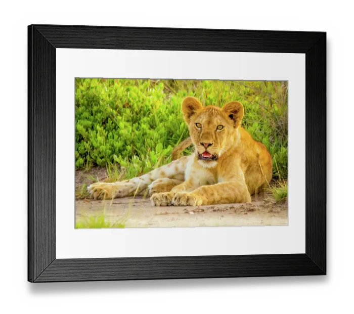 Framed Print : Samburu National Preserve, Kenya. Portrait of lioness resting in the shade until sunset before hunting