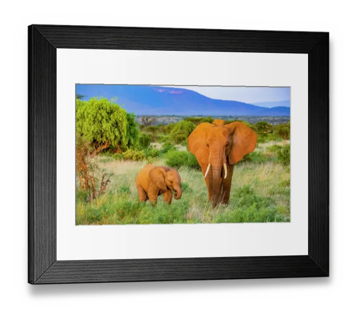 Framed Print : Samburu National Reserve, Kenya, Africa. Portrait of mother and baby African elephants heading home at sunset Framed Print : Samburu National Reserve, Kenya, Africa. Portrait of mother and baby African elephants heading home at sunset