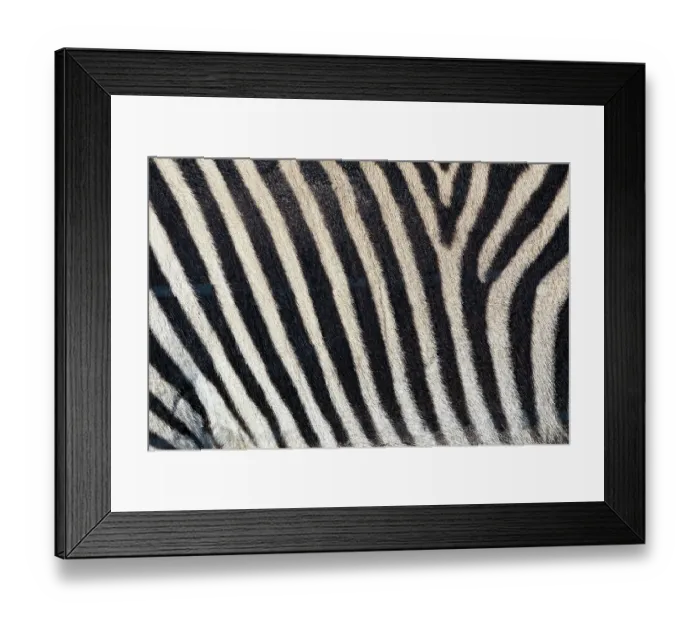 Framed Print : Burchell's zebra pattern of black and white stripes, Kenya, Africa