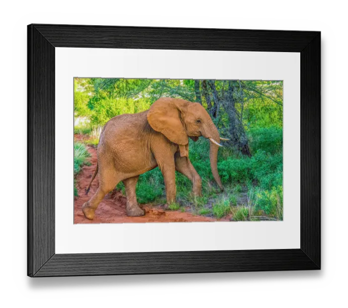 Framed Print : Samburu National Reserve, Kenya. Portrait of young elephant walking through the bushes