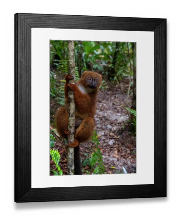 Framed Print : Africa, Madagascar, Akanin'ny Nofy, Palmarium Reserve. Red-bellied lemur clings to a tree Framed Print : Africa, Madagascar, Akanin'ny Nofy, Palmarium Reserve. Red-bellied lemur clings to a tree