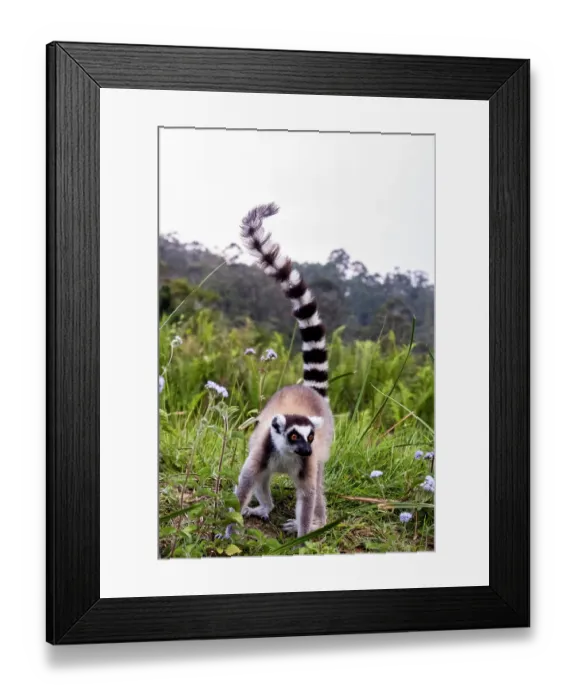 Framed Print : Africa, Madagascar, Vakona Forest reserve, Lemur Island. Ring-tailed lemur forages in a field Framed Print : Africa, Madagascar, Vakona Forest reserve, Lemur Island. Ring-tailed lemur forages in a field