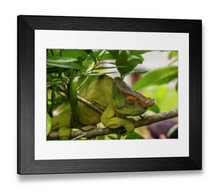 Framed Print : Africa, Madagascar, Andasibe-Mantadia National Park. Male Parson's chameleon on a branch in the forest Framed Print : Africa, Madagascar, Andasibe-Mantadia National Park. Male Parson's chameleon on a branch in the forest