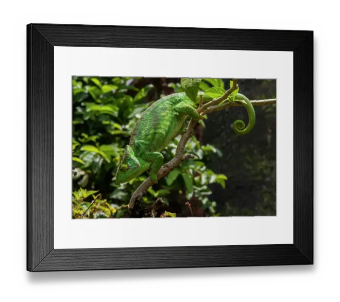 Framed Print : Africa, Madagascar, Andasibe-Mantadia National Park. Female Parson's chameleon on a branch in the forest Framed Print : Africa, Madagascar, Andasibe-Mantadia National Park. Female Parson's chameleon on a branch in the forest