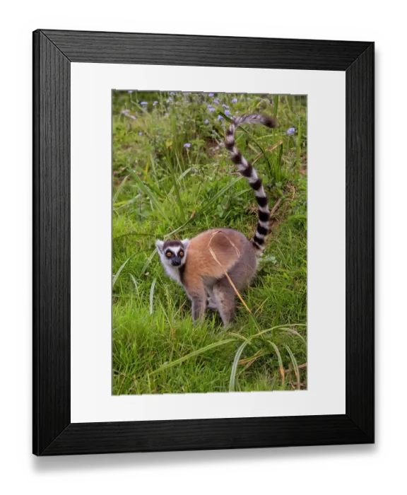 Framed Print : Africa, Madagascar, Vakona Forest reserve, Lemur Island. Ring-tailed lemur pauses in a grassy field Framed Print : Africa, Madagascar, Vakona Forest reserve, Lemur Island. Ring-tailed lemur pauses in a grassy field