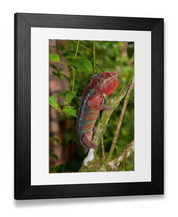 Framed Print : Africa, Madagascar, Andasibe-Mantadia National Park. Panther chameleon on a branch in the forest Framed Print : Africa, Madagascar, Andasibe-Mantadia National Park. Panther chameleon on a branch in the forest