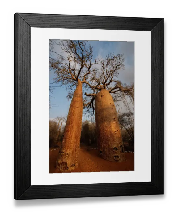 Framed Print : Africa, Madagascar, Toliara. Close view looking up a Baobab tree trunk