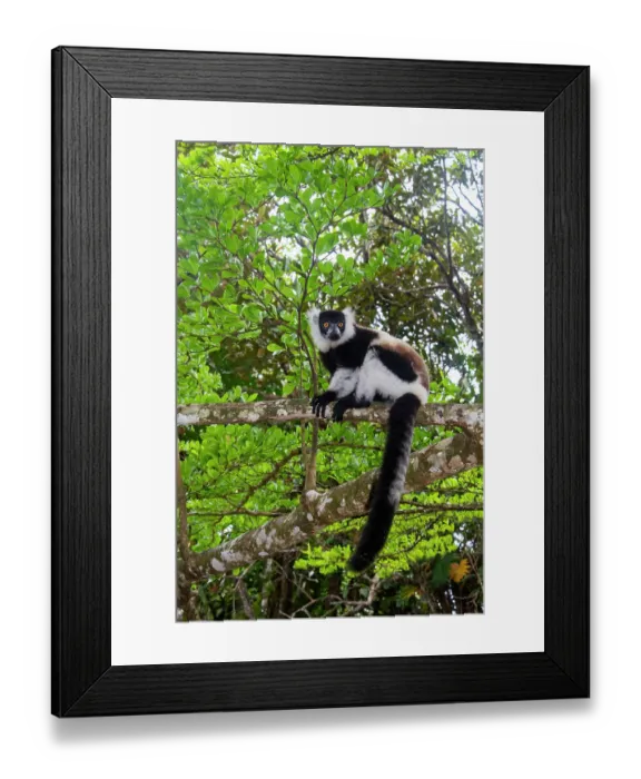 Framed Print : Africa, Madagascar, Akanin'ny Nofy, Palmarium Reserve. Black and white ruffed Lemur