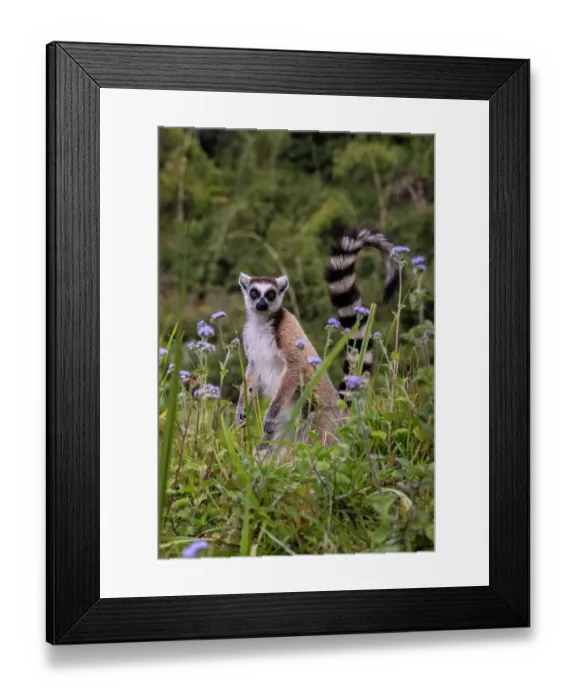 Framed Print : Africa, Madagascar, Vakona Forest reserve, Lemur Island. Ring-tailed lemur in a field of wildflowers Framed Print : Africa, Madagascar, Vakona Forest reserve, Lemur Island. Ring-tailed lemur in a field of wildflowers