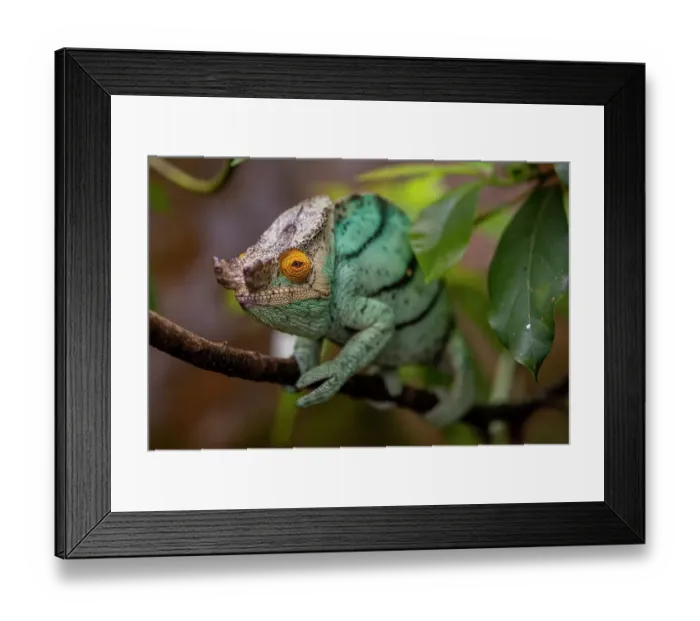 Framed Print : Africa, Madagascar, Andasibe-Mantadia National Park. Male Parson's chameleon on a branch in the forest