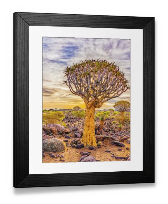 Framed Print : Quiver Tree Forest, Namibia, Africa. Portrait of quiver tree, also called the kokerboom, a very large aloe tree of southern Africa