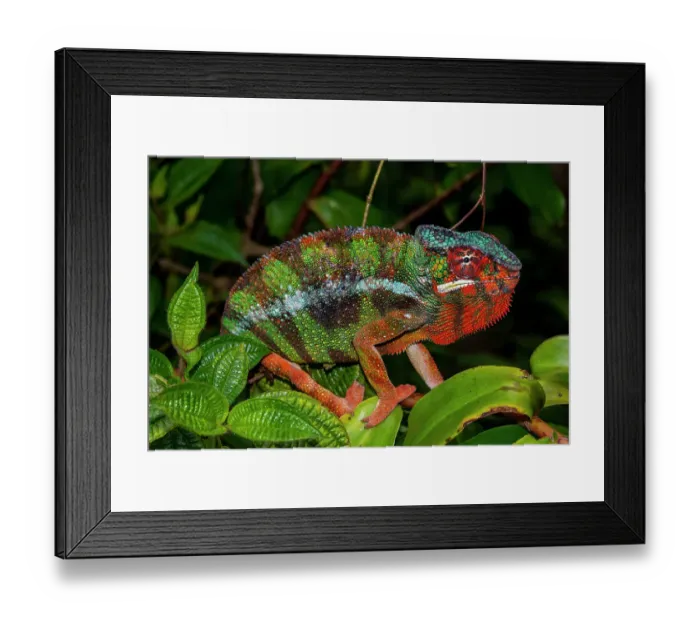Framed Print : Africa, Madagascar, Andasibe-Mantadia National Park. Panther chameleon on a branch in the forest Framed Print : Africa, Madagascar, Andasibe-Mantadia National Park. Panther chameleon on a branch in the forest