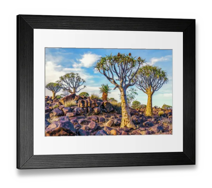 Framed Print : Quiver Tree Forest, Namibia, Africa. Landscape view of unusual species of aloe growing in a small forest Framed Print : Quiver Tree Forest, Namibia, Africa. Landscape view of unusual species of aloe growing in a small forest
