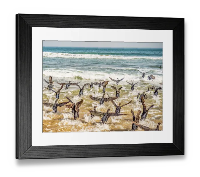 Framed Print : Skeleton Coast, Namibia, Africa. Portrait of flock of Cape cormorants or Cape shag, a bird endemic to the southwestern coasts of Africa Framed Print : Skeleton Coast, Namibia, Africa. Portrait of flock of Cape cormorants or Cape shag, a bird endemic to the southwestern coasts of Africa