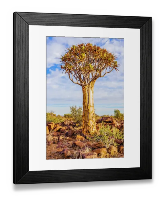 Framed Print : Quiver Tree Forest, Namibia, Africa. Portrait of unusual species of aloe, growing in a small forest
