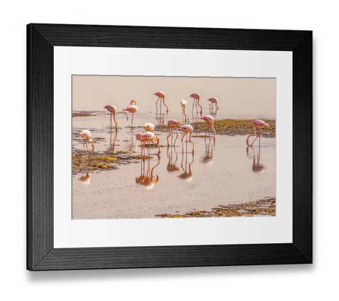 Framed Print : Pink Lake, Walvis Bay, Namibia. Portrait of group of Lesser flamingos feeding on micro organisms rich in beta carotene in lake Framed Print : Pink Lake, Walvis Bay, Namibia. Portrait of group of Lesser flamingos feeding on micro organisms rich in beta carotene in lake