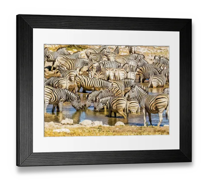 Framed Print : Etosha National Park, Namibia, Africa. Portrait of a herd, or dazzle, of Plains Zebras who gather at sunset to drink at a water hole Framed Print : Etosha National Park, Namibia, Africa. Portrait of a herd, or dazzle, of Plains Zebras who gather at sunset to drink at a water hole