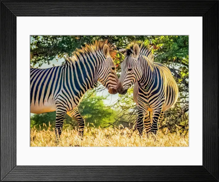 Framed Print : Etosha National Park, Namibia, Africa. Portrait of two Grevy's Zebras playing at sunset Framed Print : Etosha National Park, Namibia, Africa. Portrait of two Grevy's Zebras playing at sunset