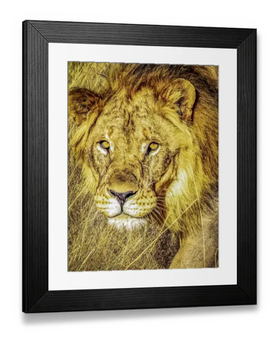 Framed Print : Etosha National Park, Namibia, Africa. Close-up portrait of male African Lion hunting at sunset Framed Print : Etosha National Park, Namibia, Africa. Close-up portrait of male African Lion hunting at sunset