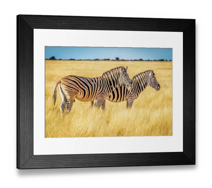 Framed Print : Etosha National Park, Namibia. Portrait of Plains zebra pair feeding in the tall grass of the savannah Framed Print : Etosha National Park, Namibia. Portrait of Plains zebra pair feeding in the tall grass of the savannah