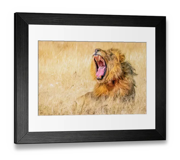 Framed Print : Etosha National Park, Namibia, Africa. Close-up portrait of male African lion roaring to the world at sunset