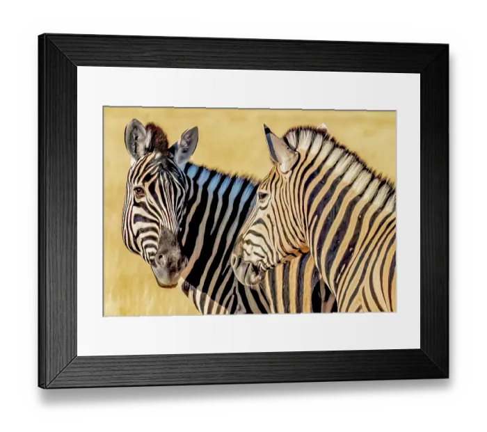 Framed Print : Etosha National Park, Namibia. Close-up portrait of Plains zebra pair feeding in the tall grass of the savannah Framed Print : Etosha National Park, Namibia. Close-up portrait of Plains zebra pair feeding in the tall grass of the savannah