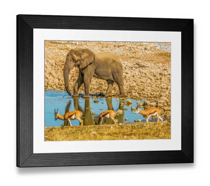 Framed Print : Etosha National Park, Namibia, Africa. Portrait of African Bush Elephant and three Thomson's gazelles drinking at a water hole in the savannah